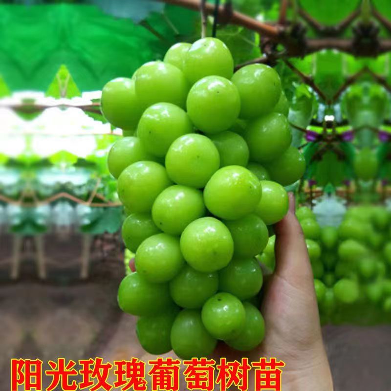 阳光玫瑰葡萄树苗阳台庭院盆栽地栽