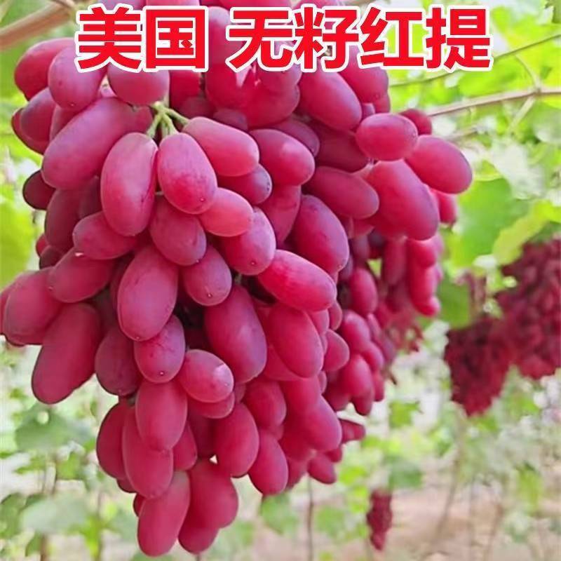 美国无籽红提树苗阳台庭院盆栽地栽