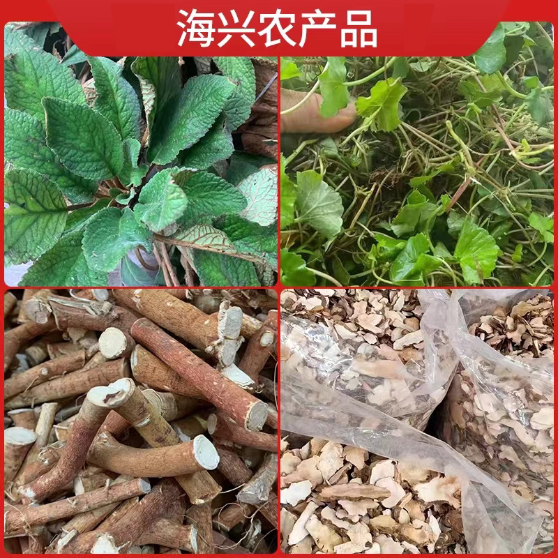 海兴特产直播间自由拍各种青草