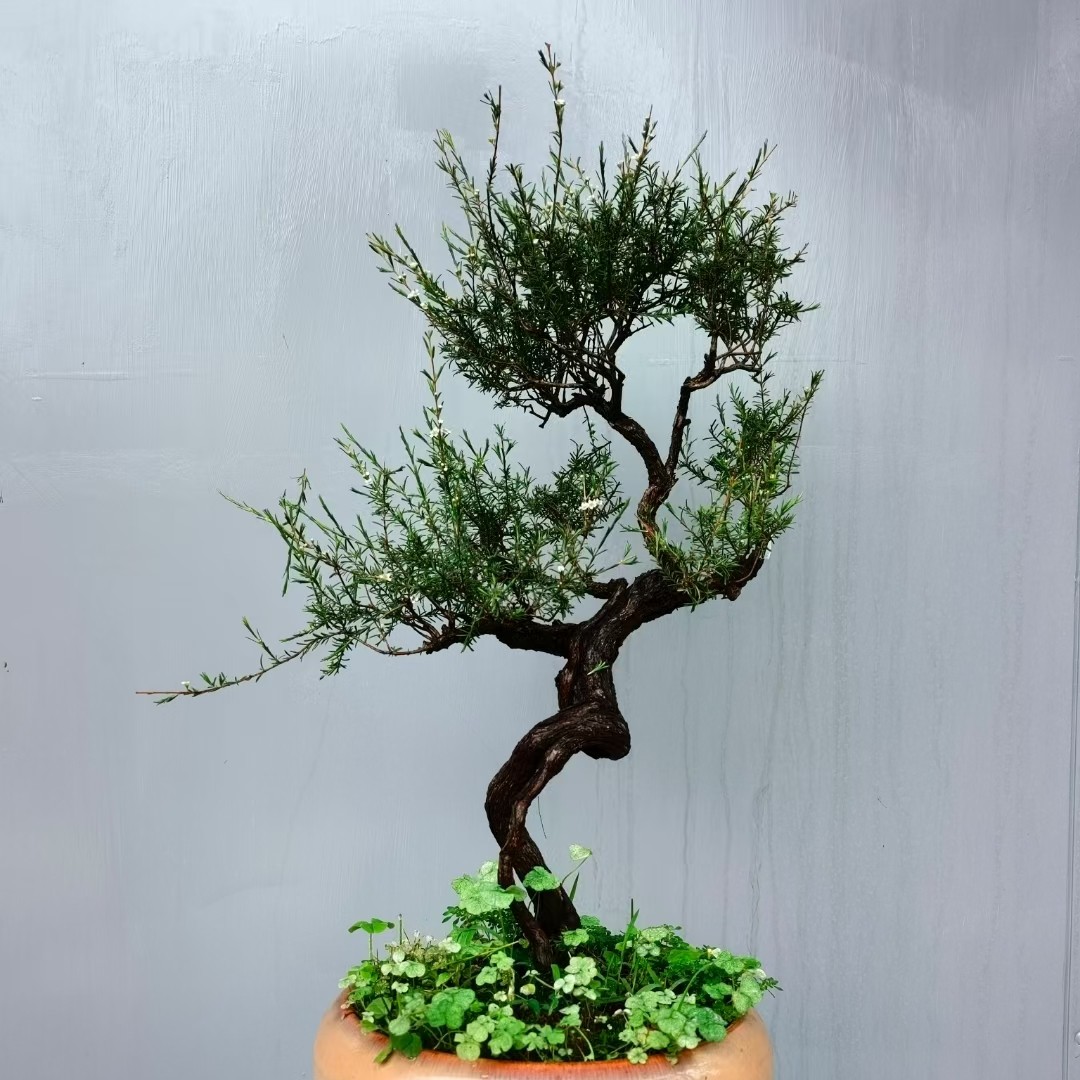 海岛栀子花海岛春花雀梅龙桔龙船花岗松桃金娘山桔山格木杜鹃花