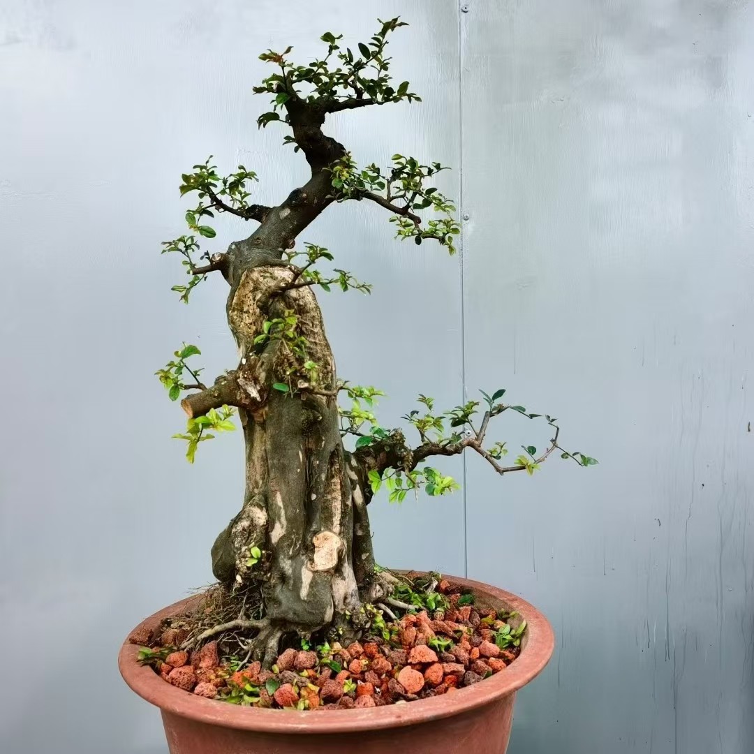 海岛栀子花海岛春花岗松盆景雀梅龙桔龙船花桃金娘杜鹃山格木山桔