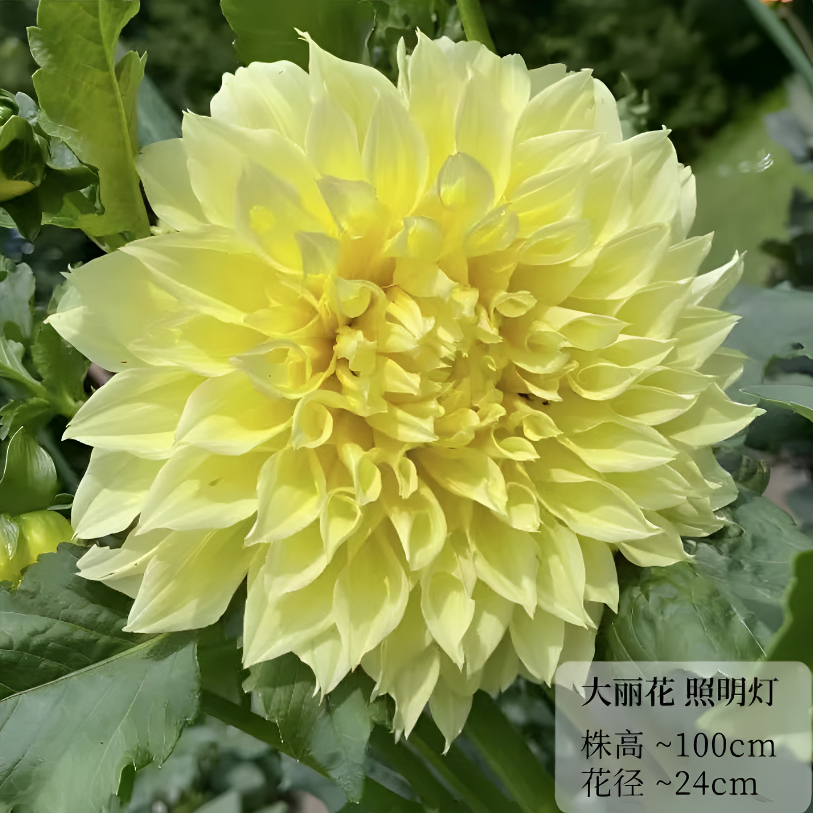 【照明灯】精品巨型大丽花种球盆栽地栽当年开花宠粉福利