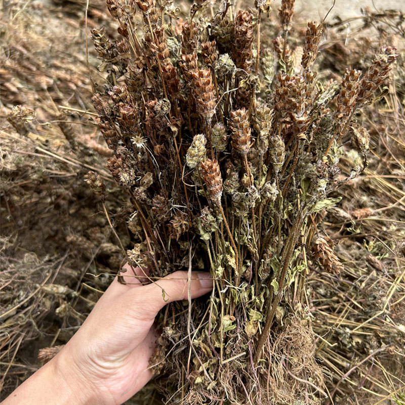 江西山区夏枯草 白毛夏枯球根茎250g500g