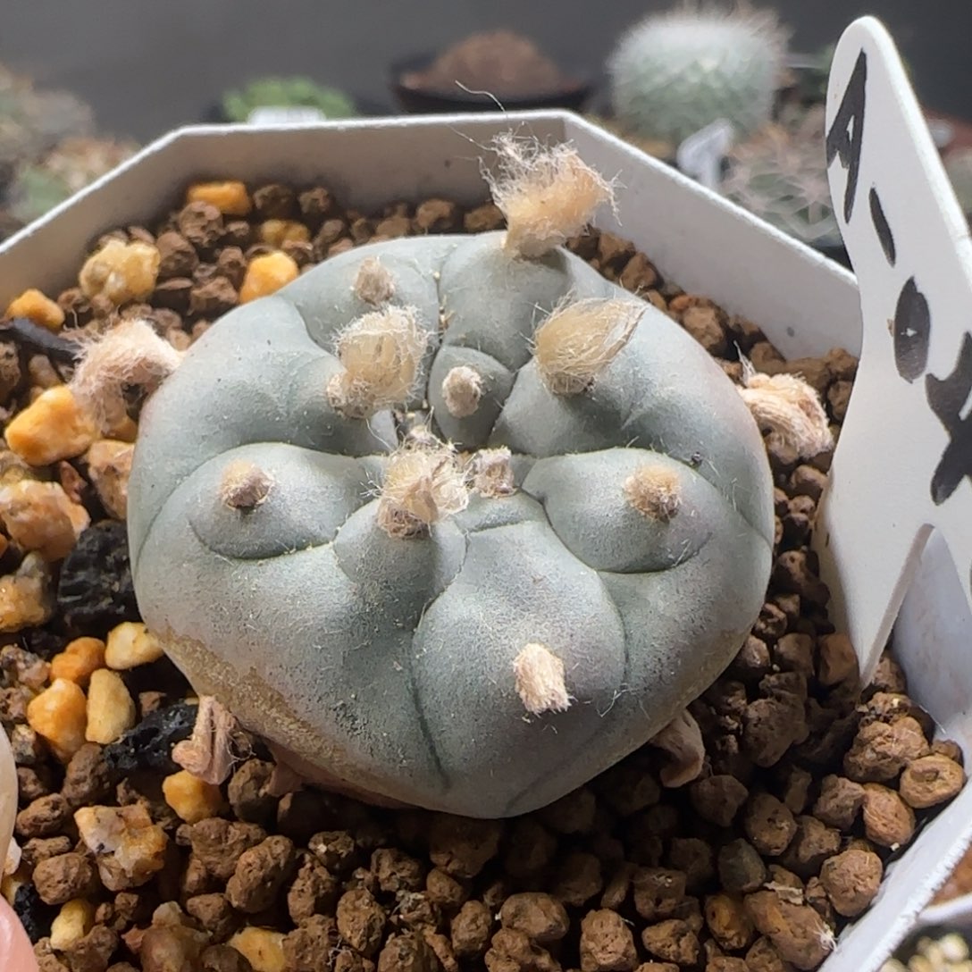A46实生白肌长毛草球箐桃花卉
