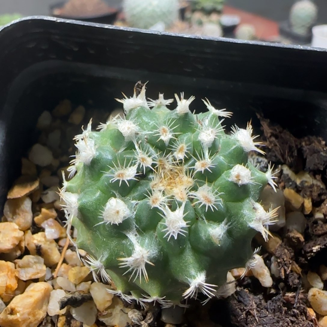 376实生顶绒海胆娇丽箐桃花卉