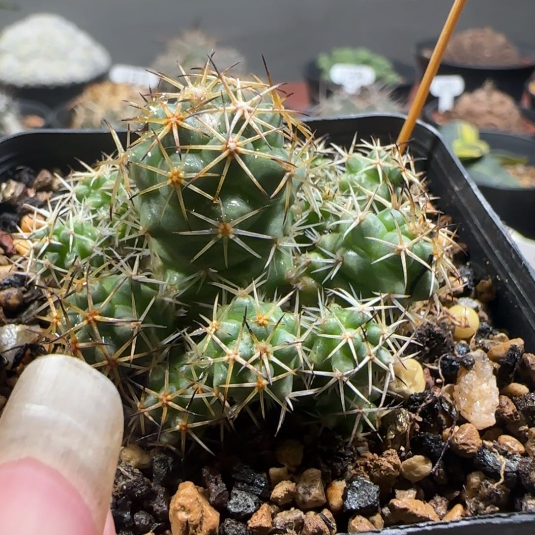 A16实生枪骑士群生多肉箐桃花卉