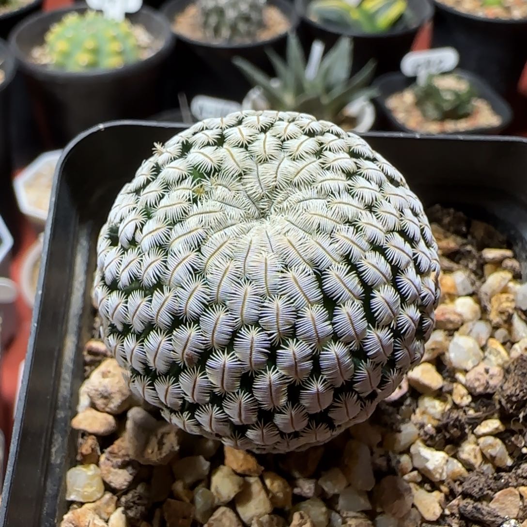 186实生白斜子3.5厘米多肉箐桃花卉