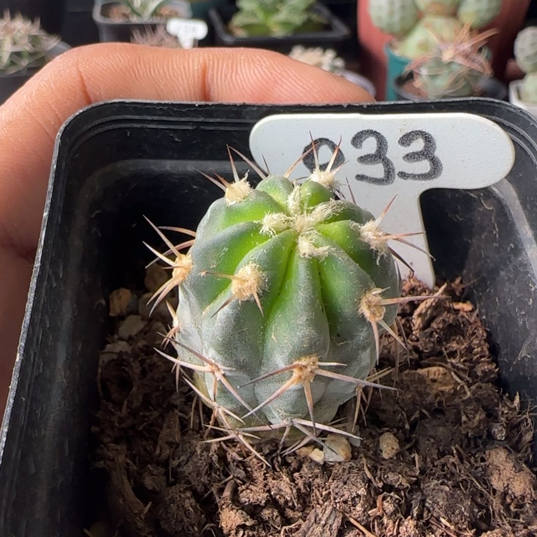 033实生阿寒玉2.5厘米