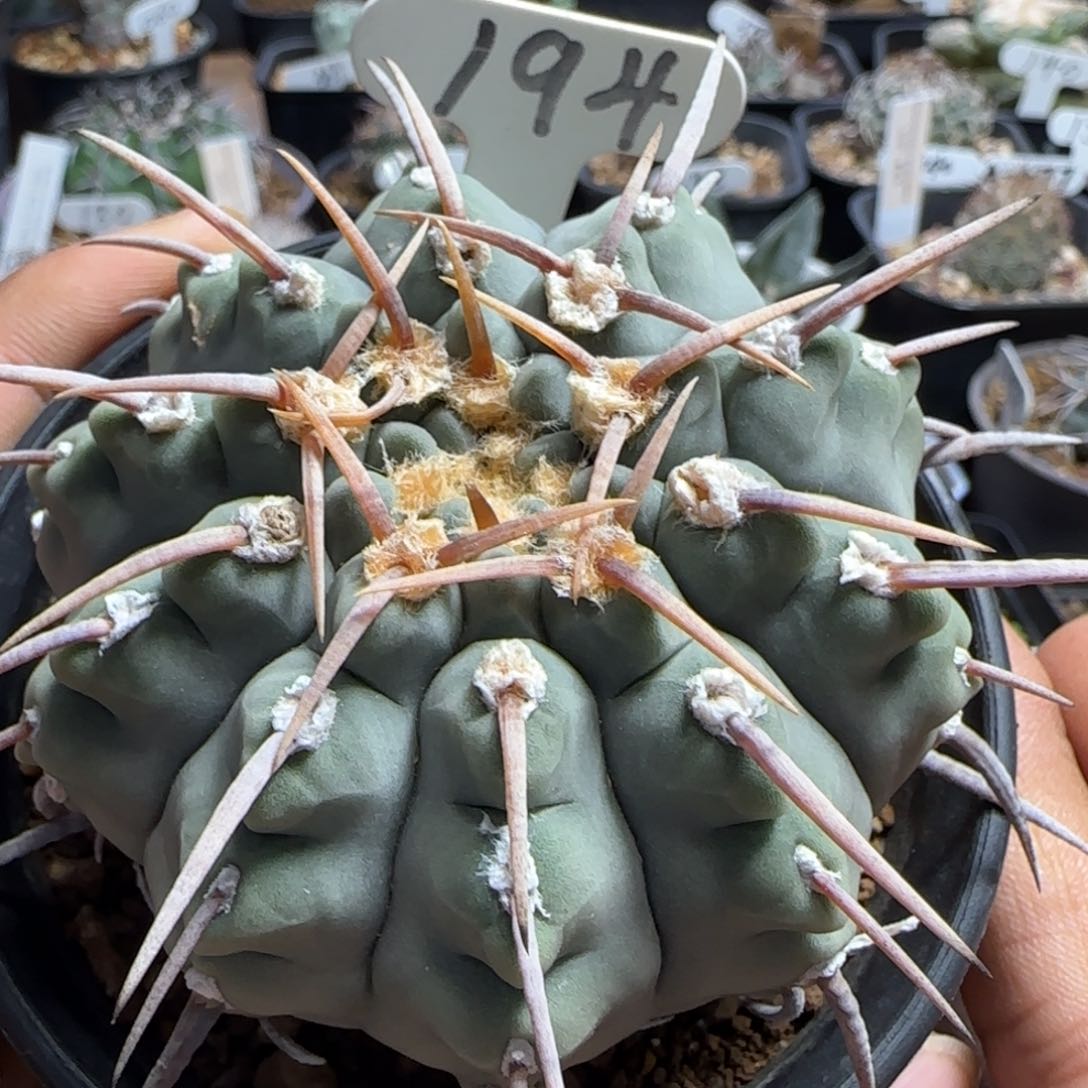 194实生角尤龟甲一本刺。多肉