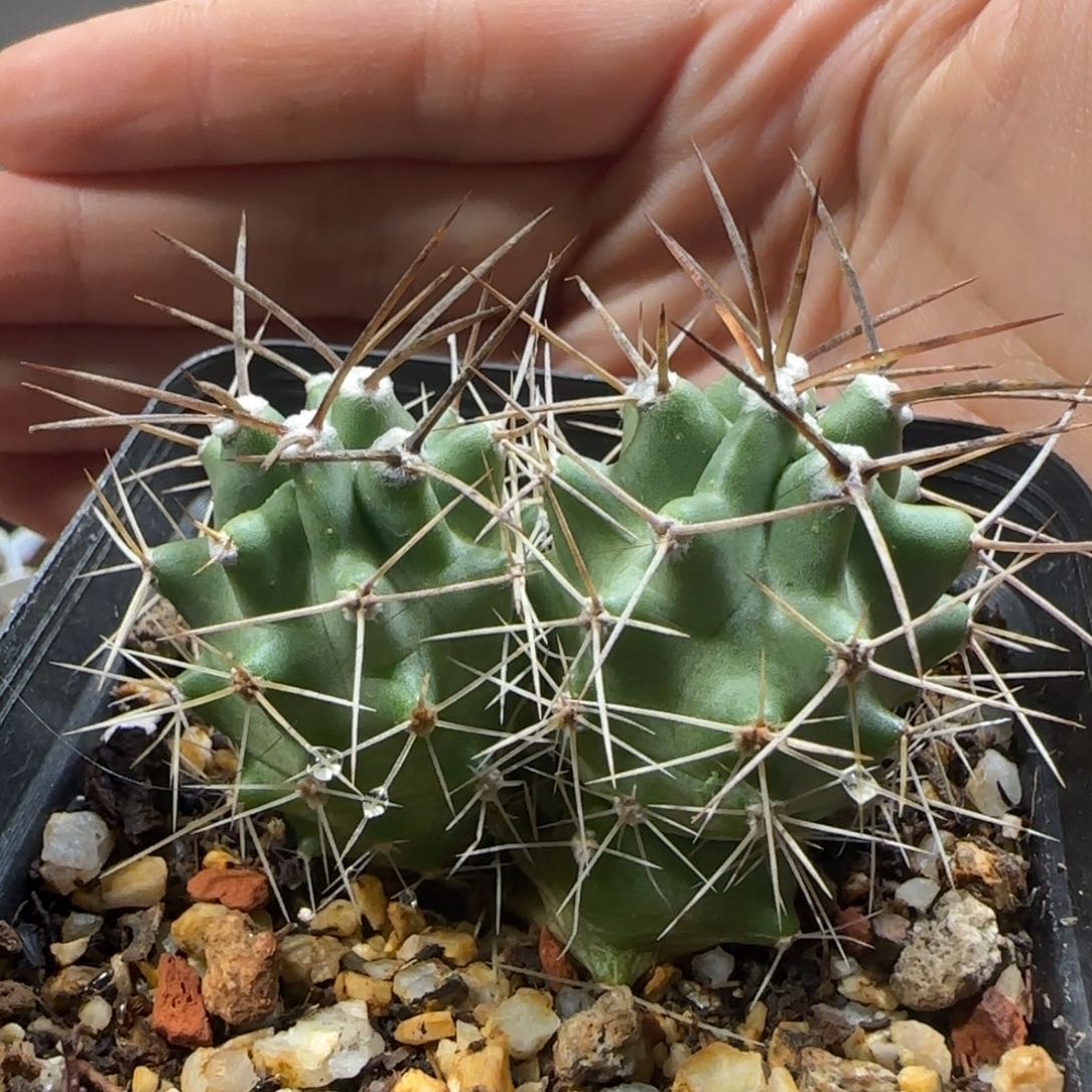 349实生篝火虾箐桃花卉