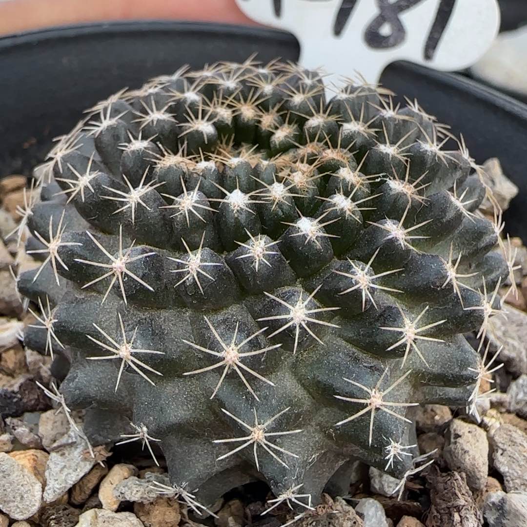 A-181实生鱼鳞丸。多肉4.4厘米