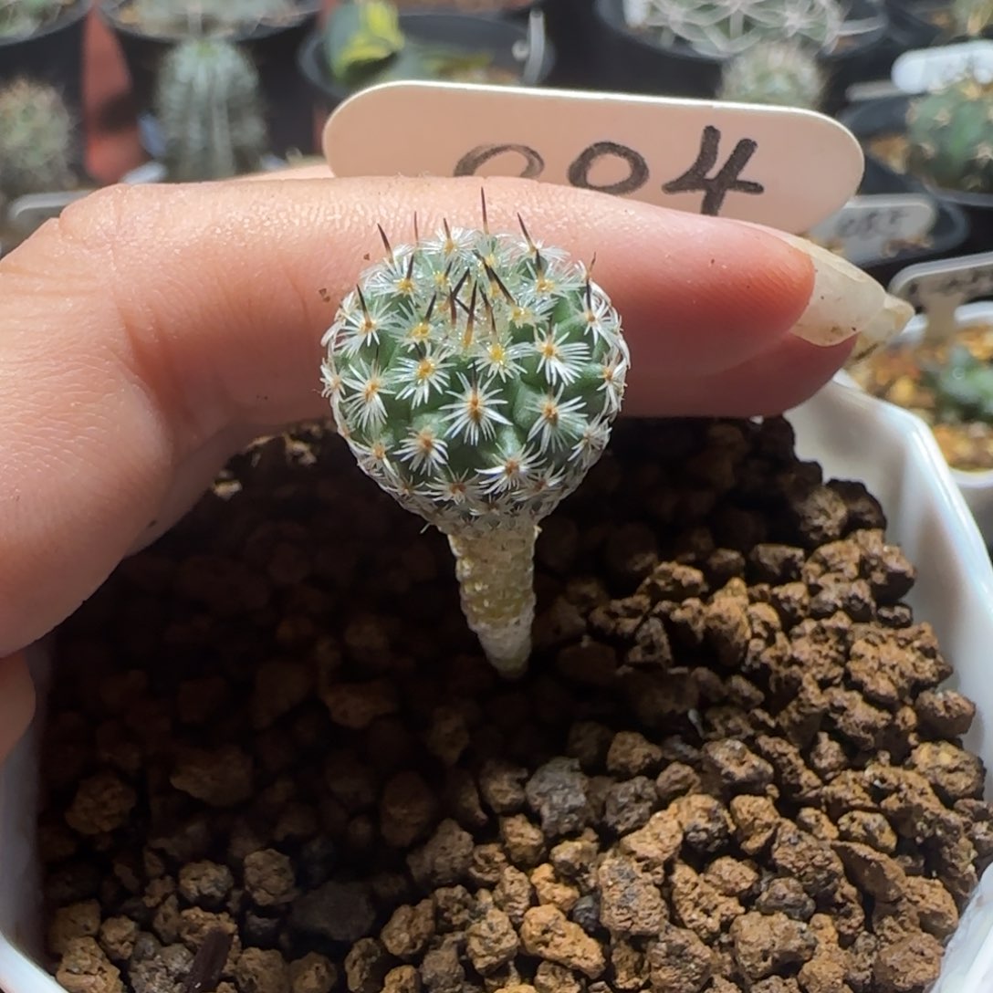 04实生赤花美针箐桃花卉多肉