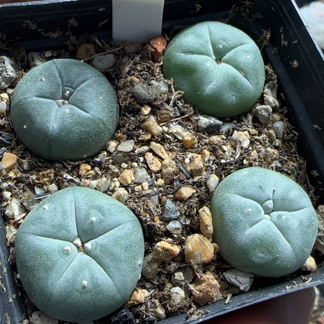 063实生海鲜一盒。多肉kk