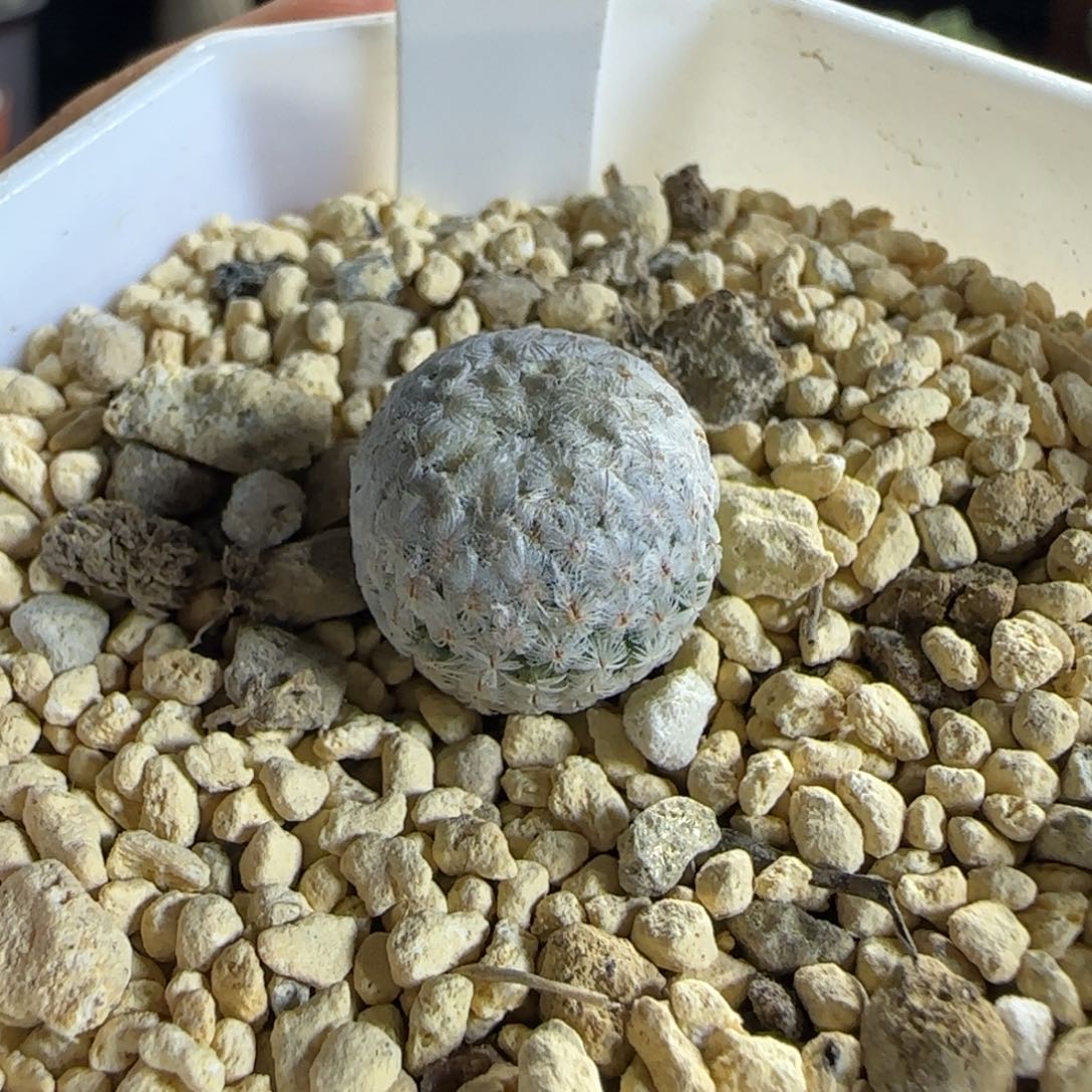179实生羽毛丸1.5厘米