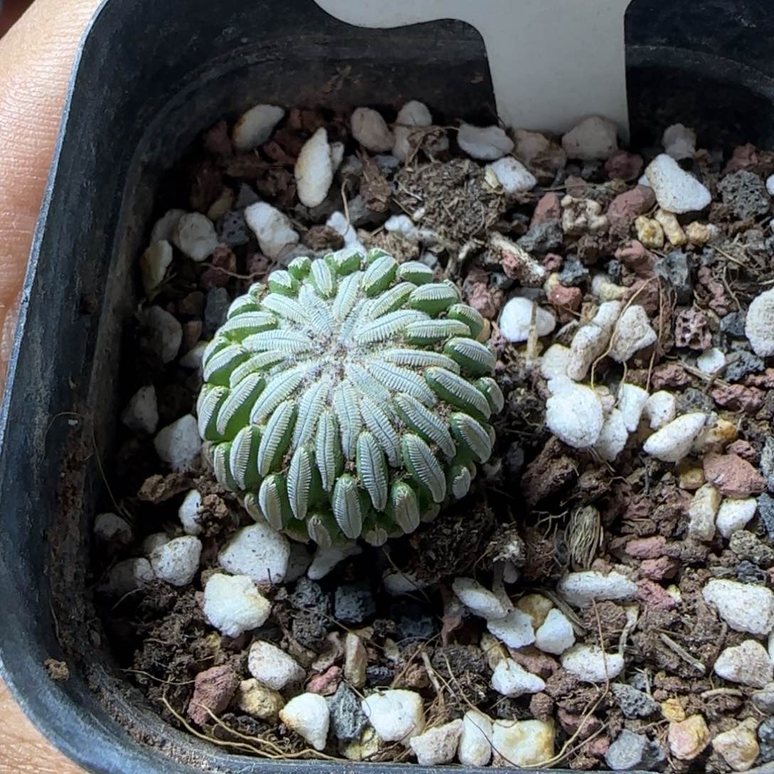 010侧芽自根萝卜根精巧丸