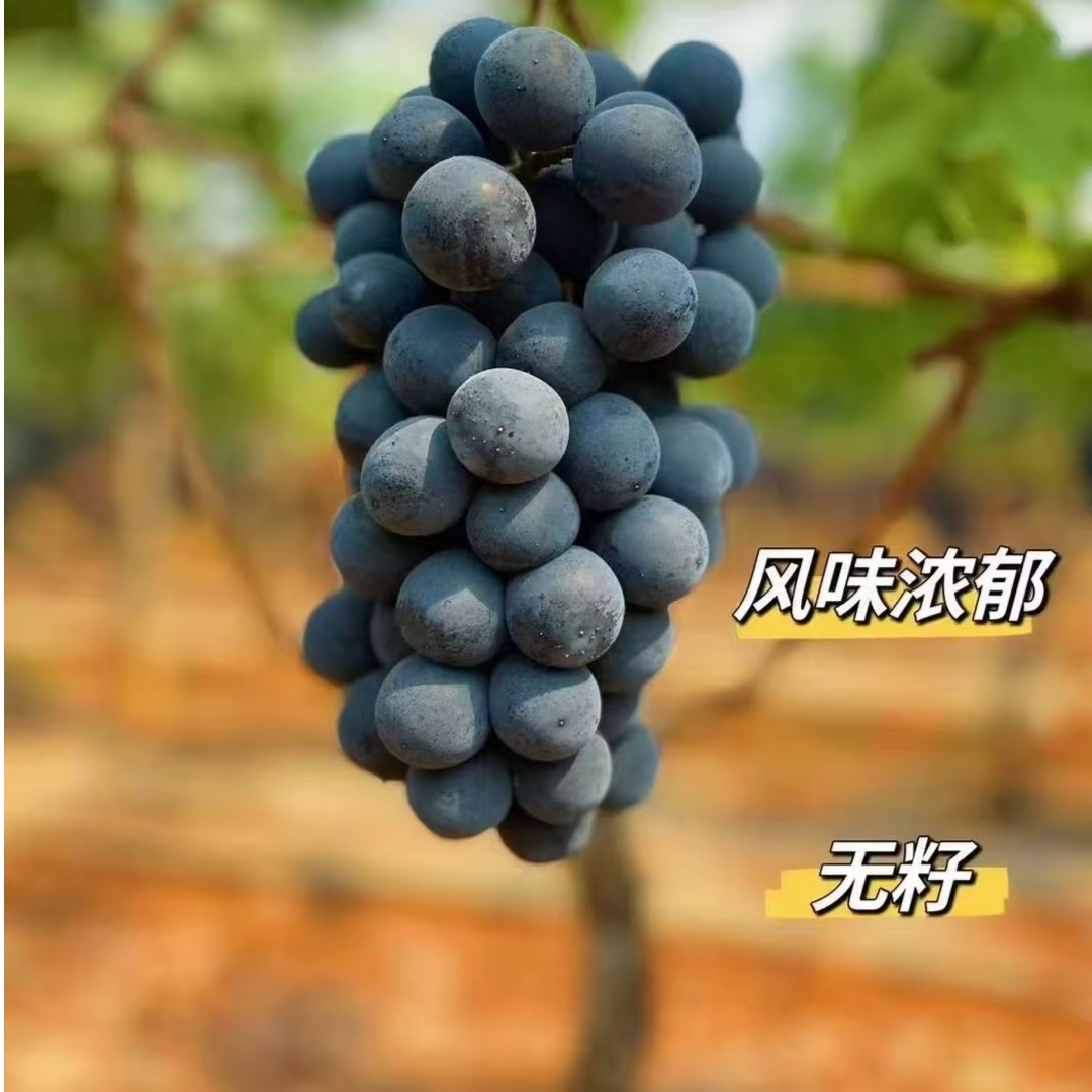 篮莓葡萄 葡萄味道非常浓，由于没有农药，轻松清洗便可以直接享用，顺滑香甜。是葡萄中的蓝宝石！