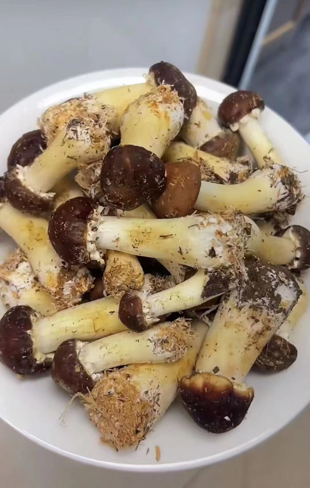 赤松茸2斤装， 味鲜、嫩滑、爽脆、口感好！极鲜！色泽艳丽，肉质细嫩，盖滑柄脆，清香可口！肉质滑嫩柄爽脆，营养丰富！