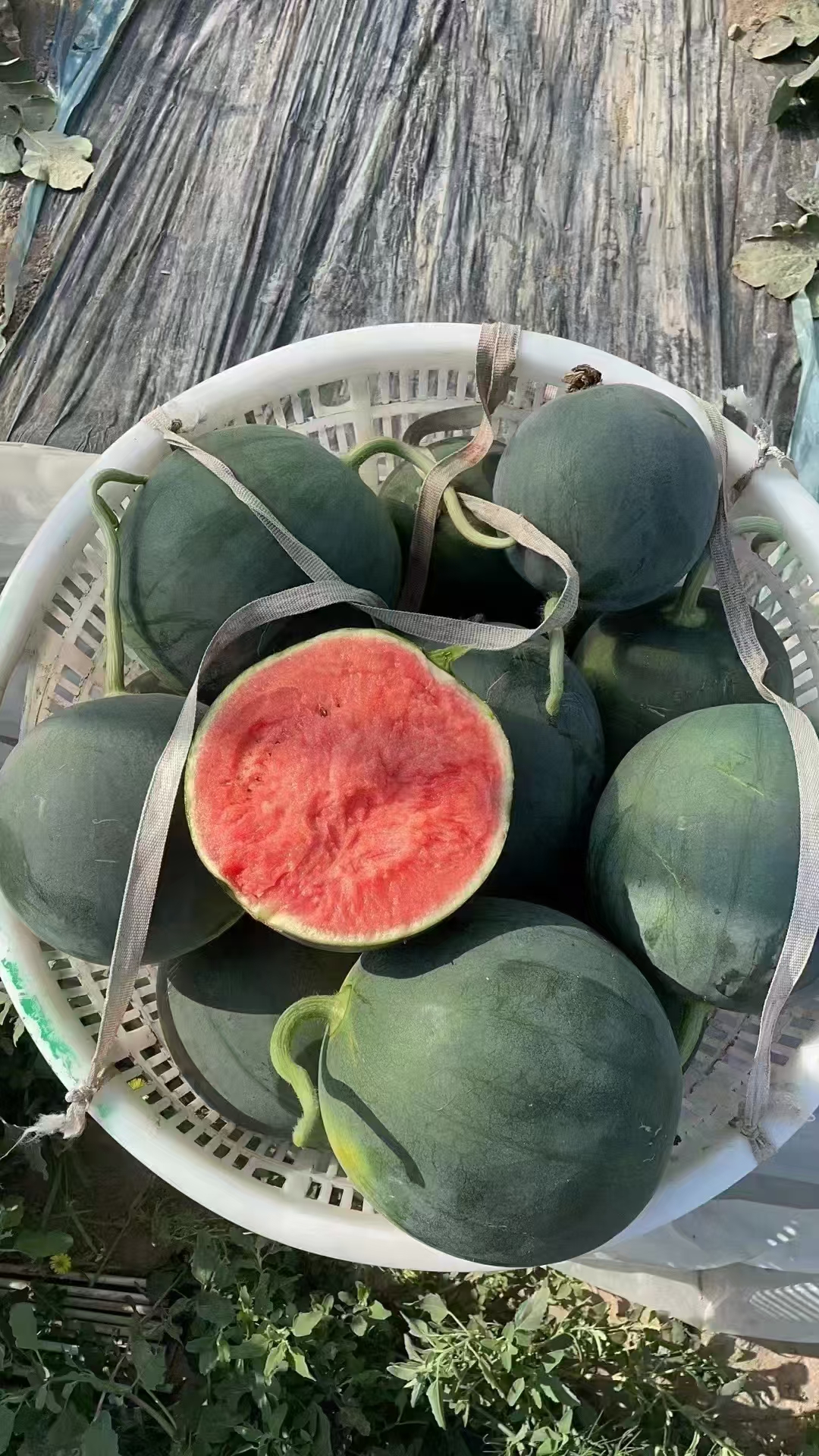 沙漠无籽小西瓜一个5到5.5斤左右，110元一箱4个22斤净，口感脆甜，薄皮，嘎嘎甜!