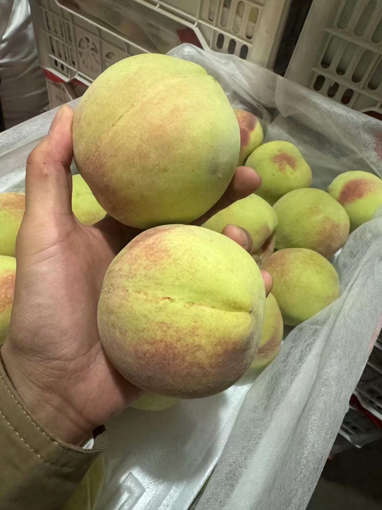 寒露蜜2斤左右， 属于晚桃的一种，近寒露节气成熟，故寒露蜜，脆桃 果肉乳白色、肉质细腻，品质上乘，甜度高耐放