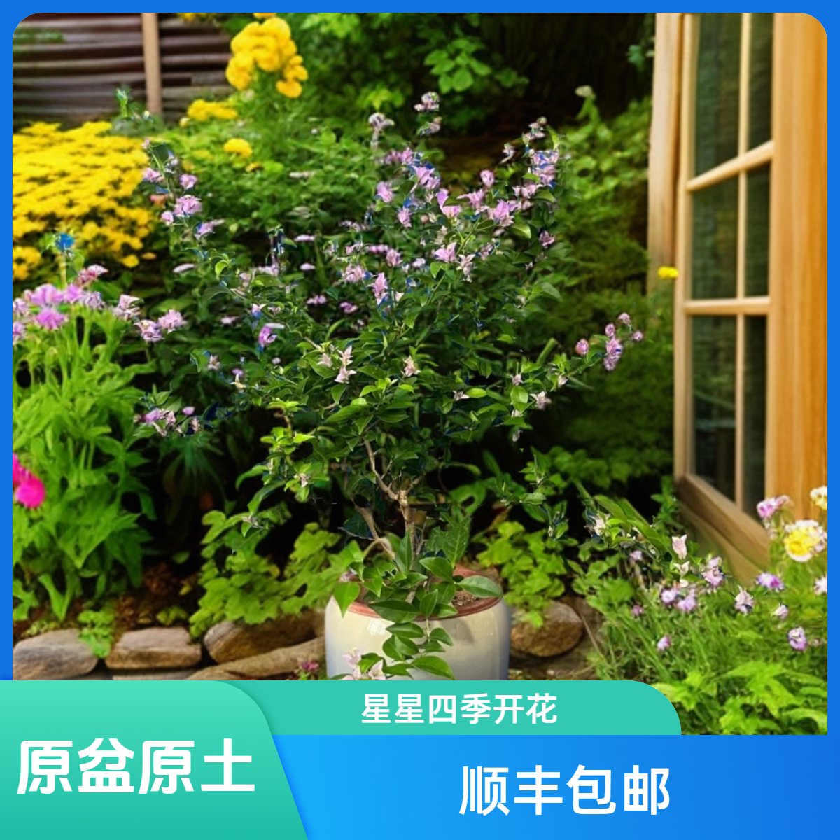 【粉星星】四季开花爬藤三角梅