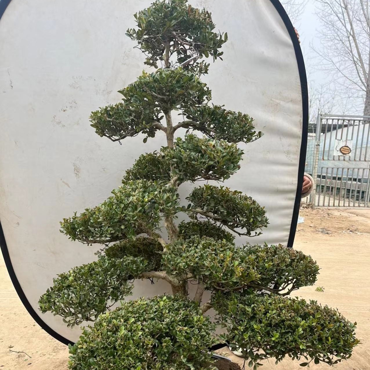 黄杨地景庭院别墅景观造型树四季常青植物栽培美观叶片