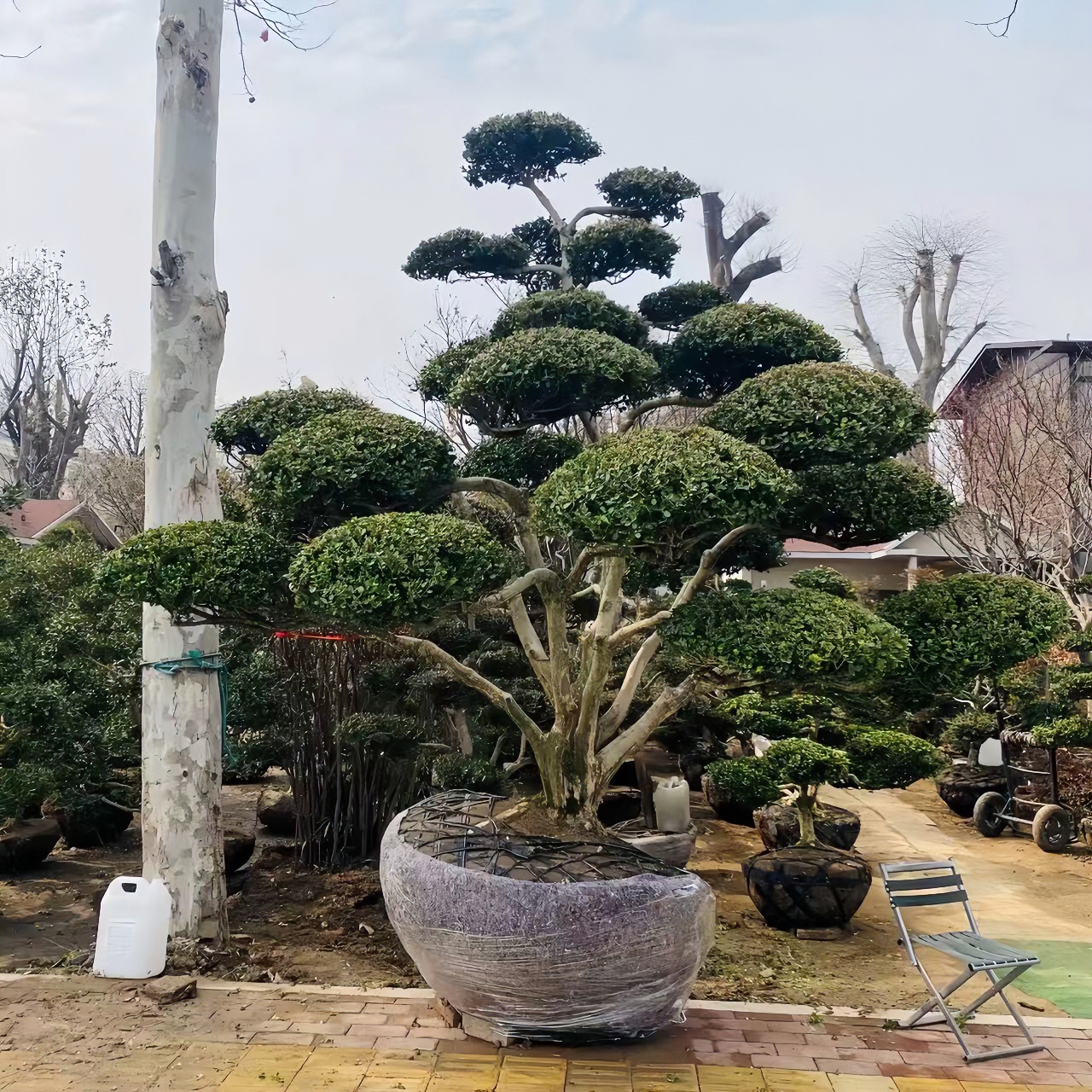 黄杨树花卉盆景园艺
