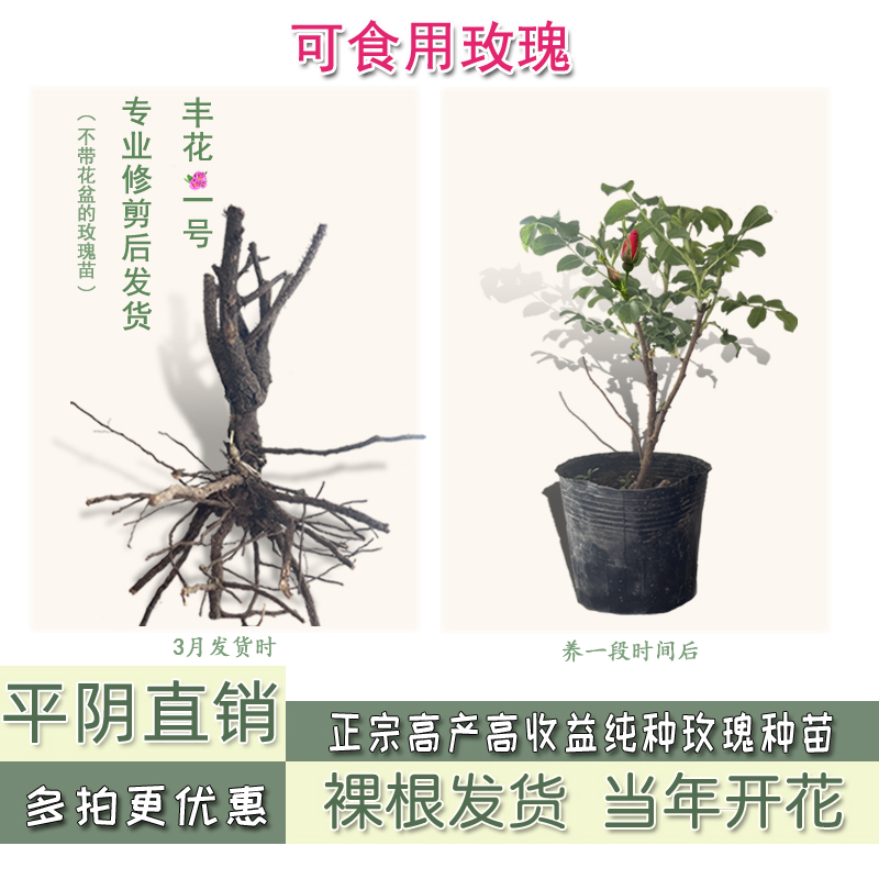 平阴红玫瑰壮苗丰花一号裸根