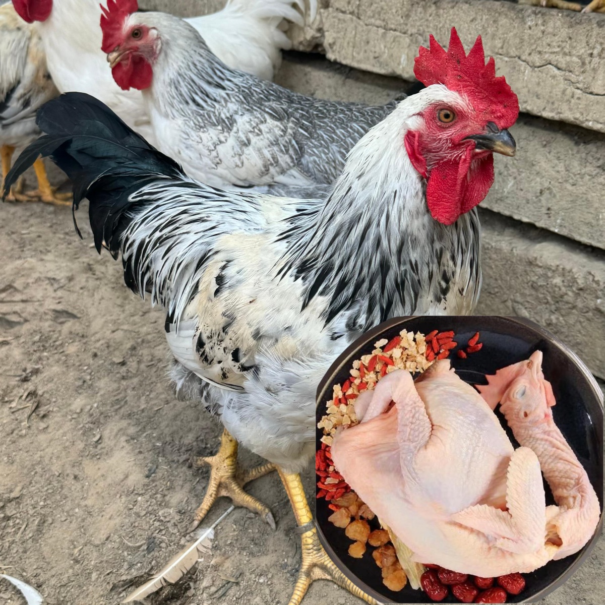 2只稻花公鸡（小） 山林散养 黑白花公 顺丰包邮