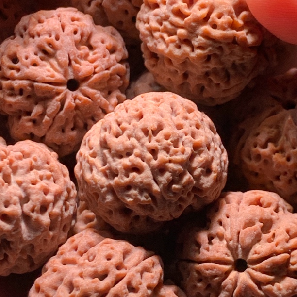 【梁】满肉双龙毕业大金刚菩提精选不备注尺寸