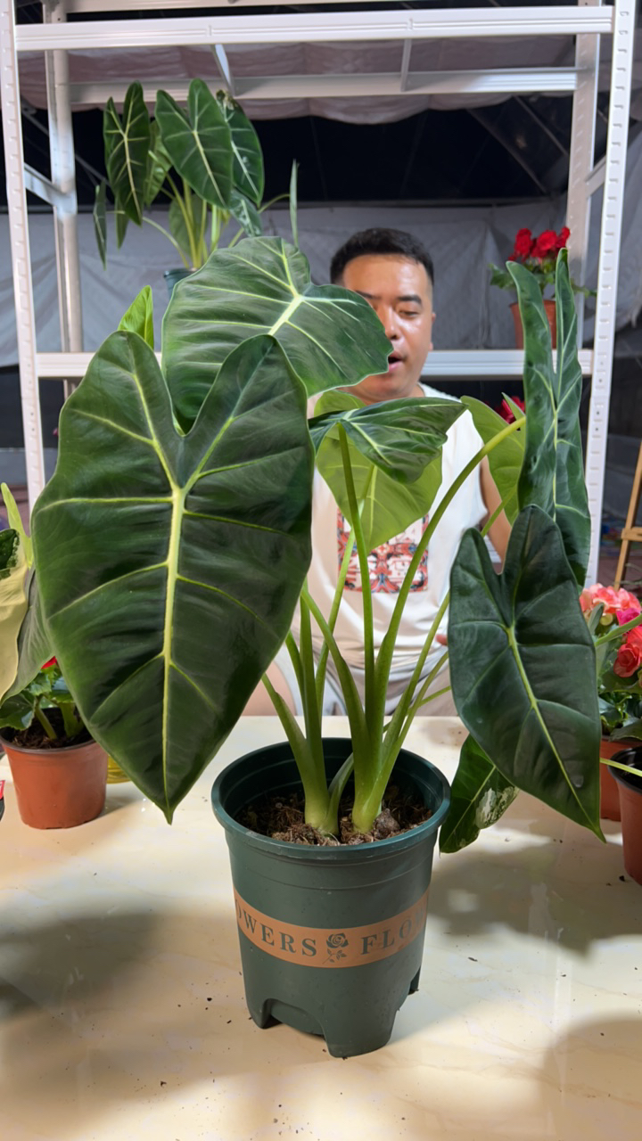 绿天鹅 绿植花卉