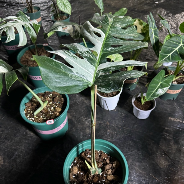 白龟 一叶一芽 新手必备