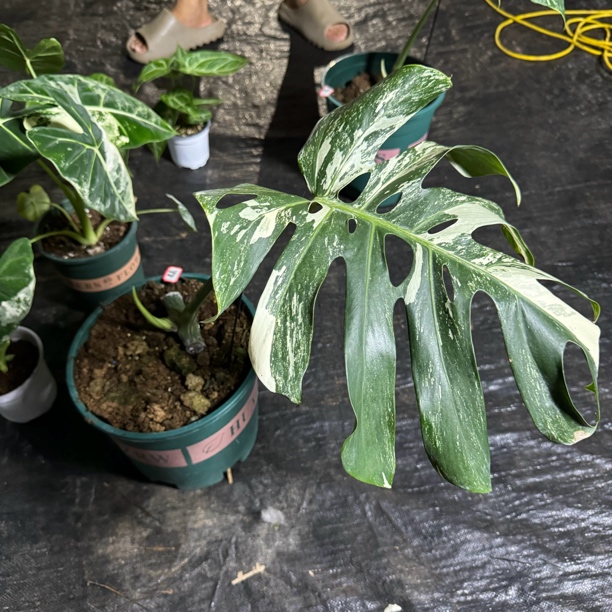 白龟 一叶一芽 新手必备