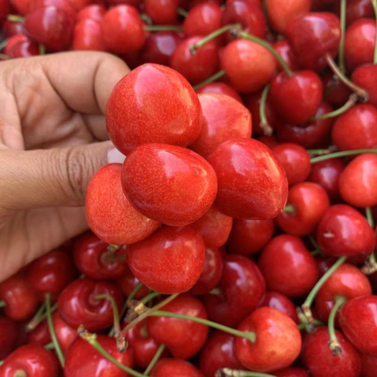 【黑珍珠+萨米脱樱桃】山东烟台脆甜大樱桃8甜2酸3斤5斤1J 现摘现发