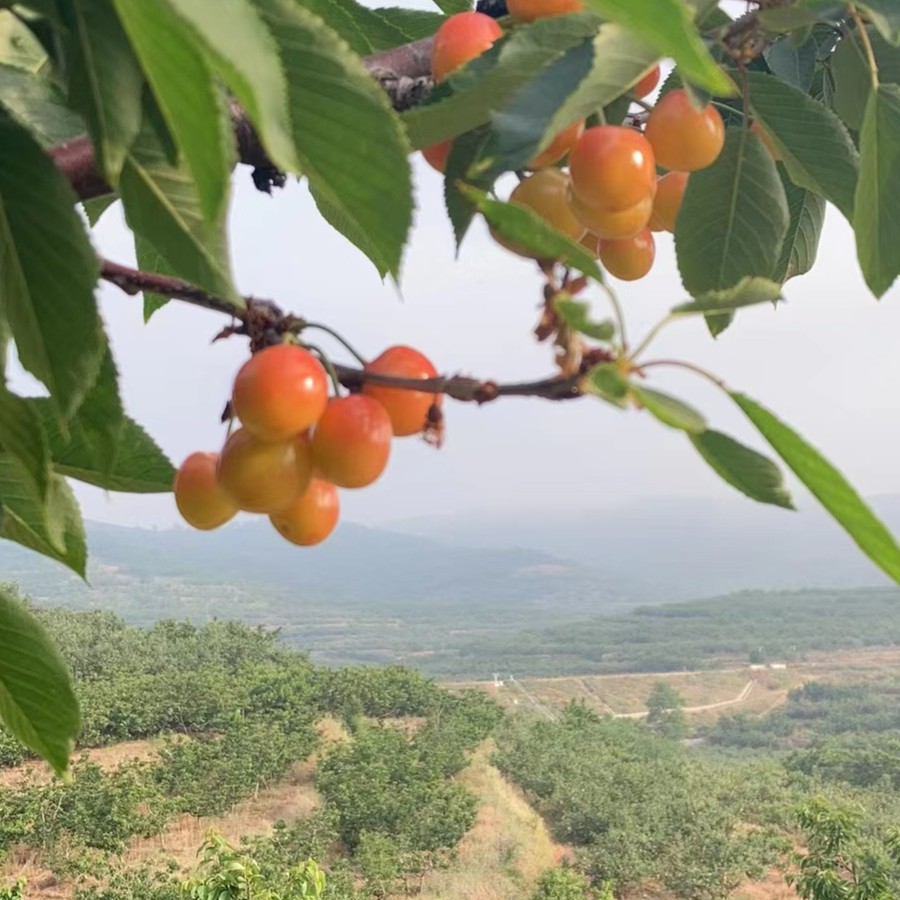 【水晶樱桃】山东烟台脆甜大樱桃 纯甜 3斤1J 现摘现发