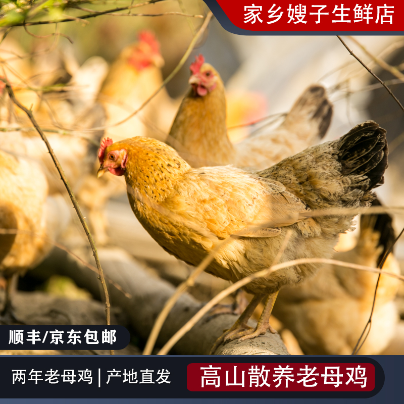 【正宗散养土鸡】两年母鸡高山品质皖南土黄鸡2年(2.3-2.8斤/只)