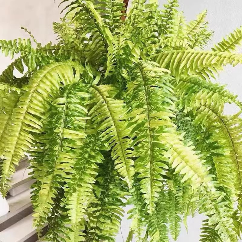 蕨类植物老虎斑锦叶肾蕨客厅阳台办公桌面观叶绿植盆栽耐阴植物