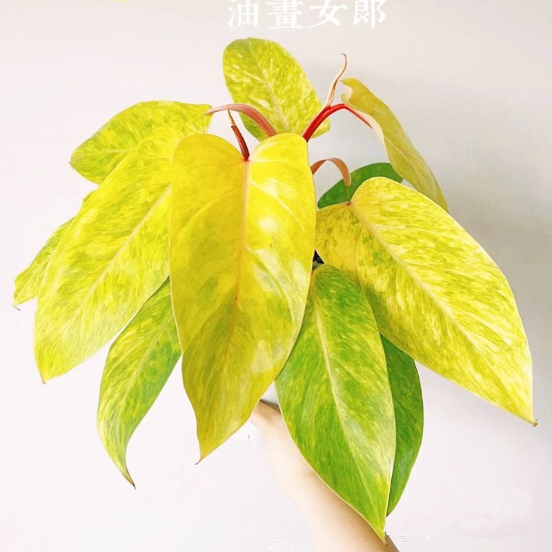 油画女郎蔓绿绒金色锦化红柄热带观叶室内绿植新手好养植物盆栽