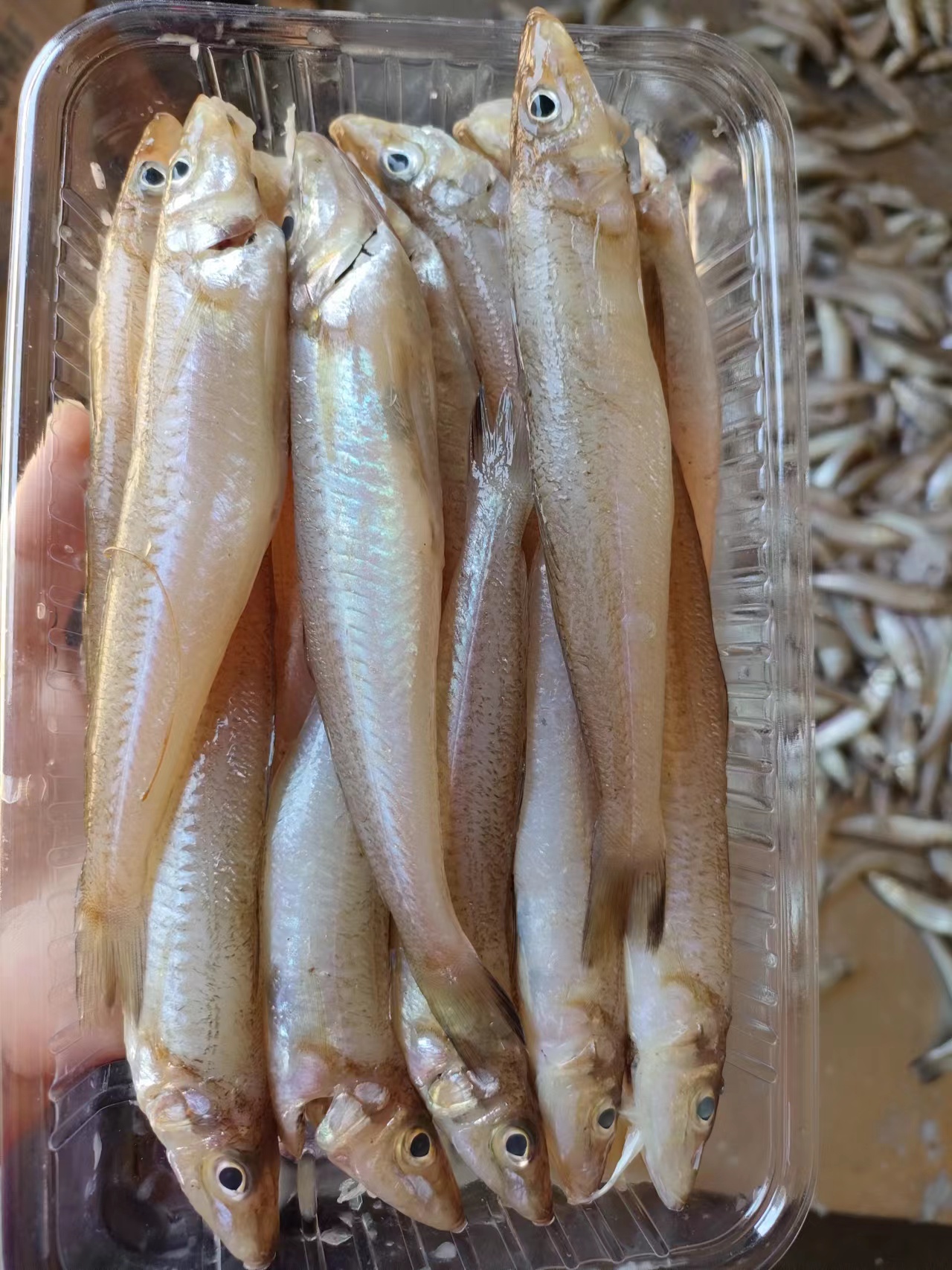 本港野生沙尖鱼沙丁鱼沙梭沙钻梭子鱼船丁鱼去肚去腮鲜冻真空