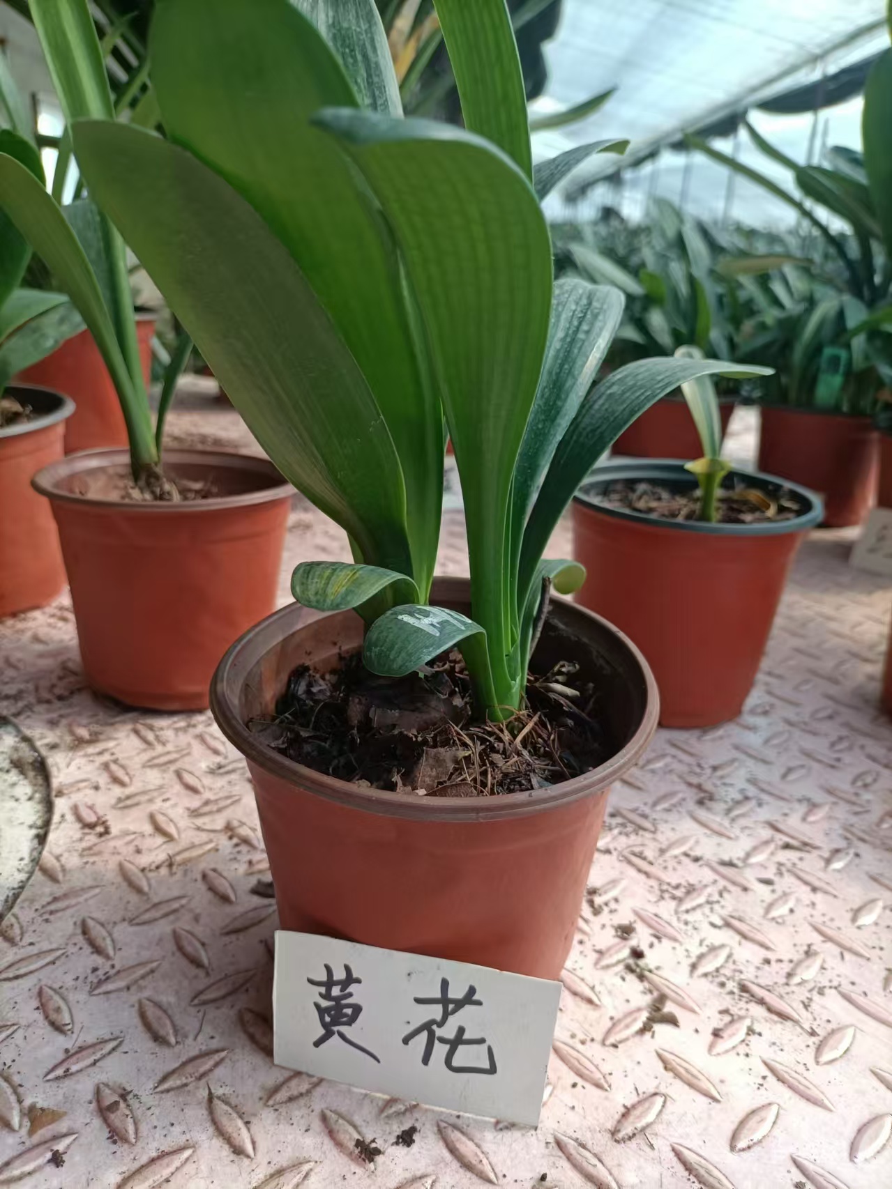 君子兰黄花苗西藏新疆偏远地区不包邮