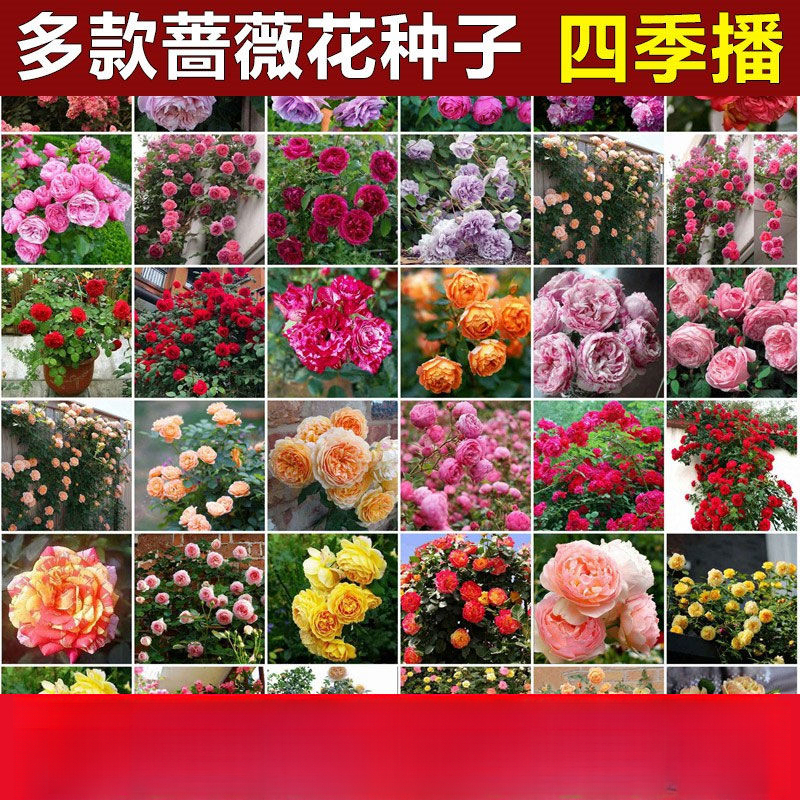 四季播蔷薇花种子爬藤月季玫瑰开花不断爬墙庭院花卉