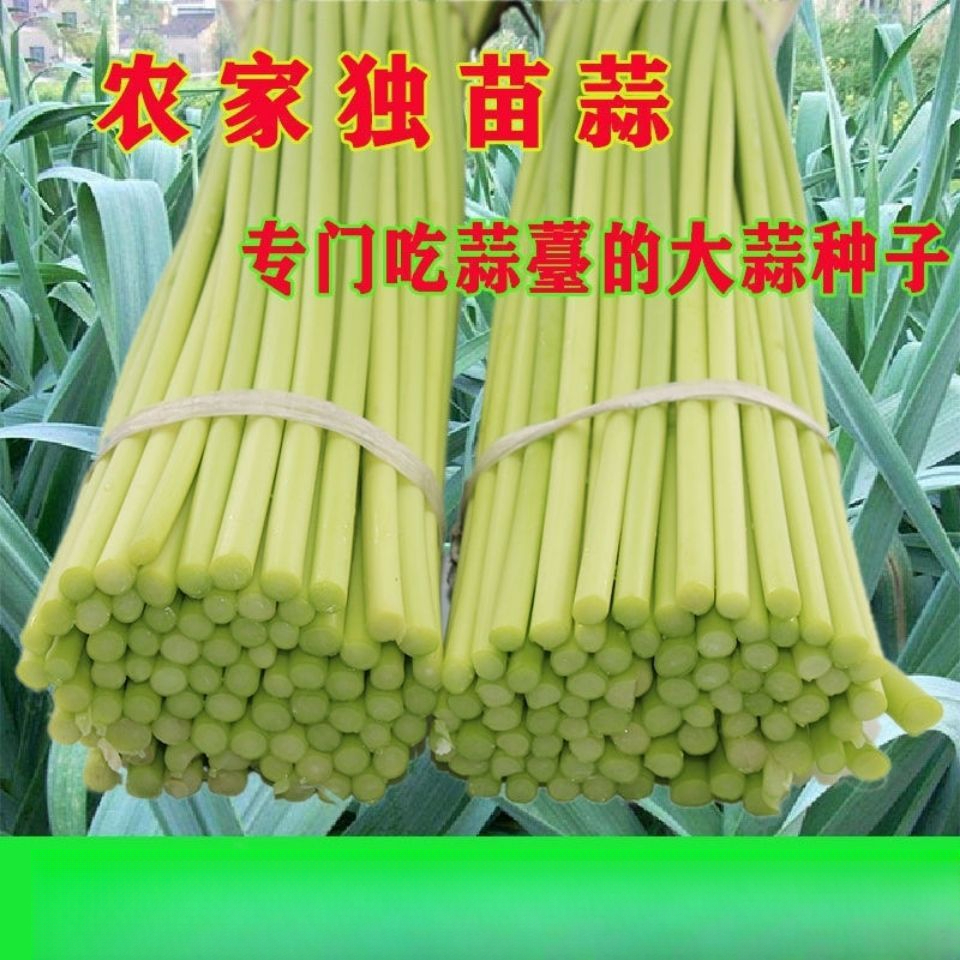 农家独苗蒜种子寒蒜薹蒜川蒜早熟高产出苔蒜苔种子硬叶蒜苗种子