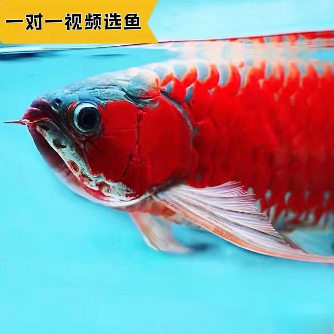 印尼大湖产区Kaquas-HuLu原生鱼种绿皮辣椒红龙鱼超血红龙鱼活体