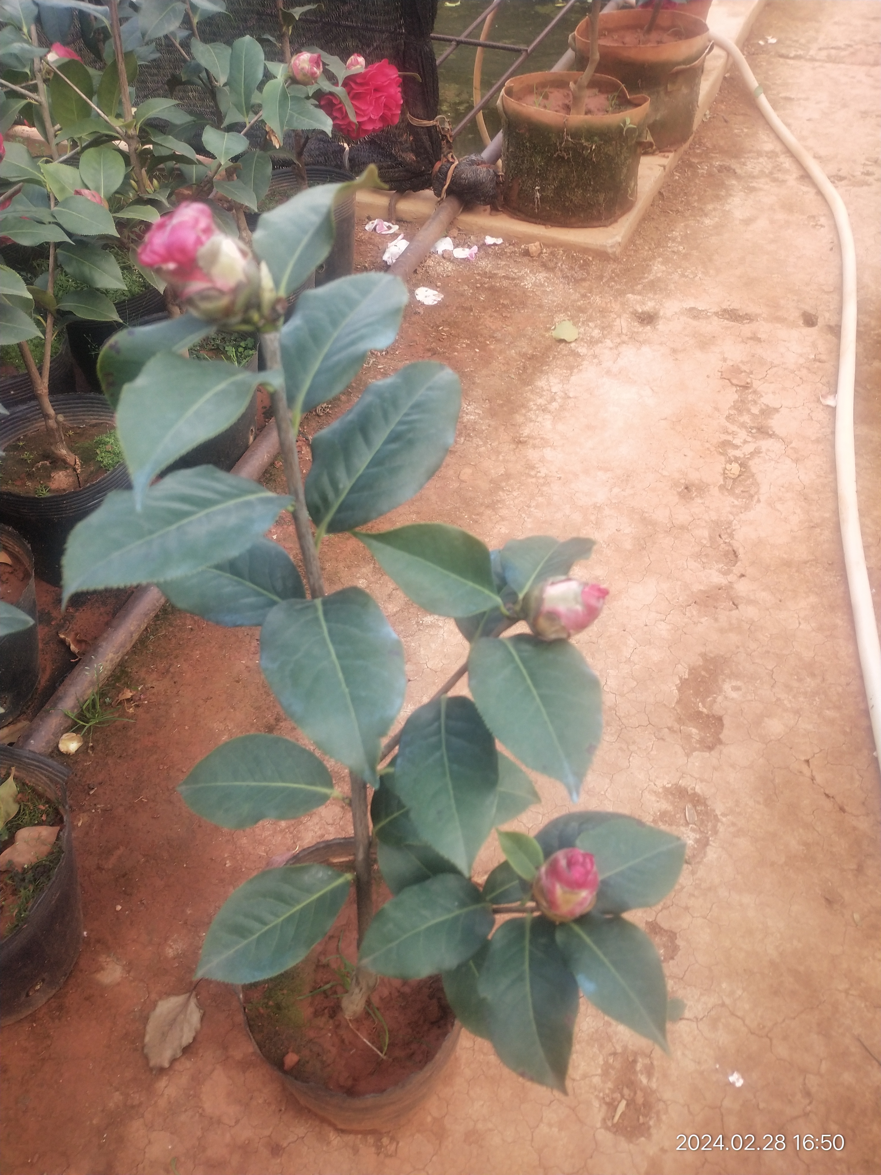 云南云杂拉力皮特（西楚霸王）3年靠接苗