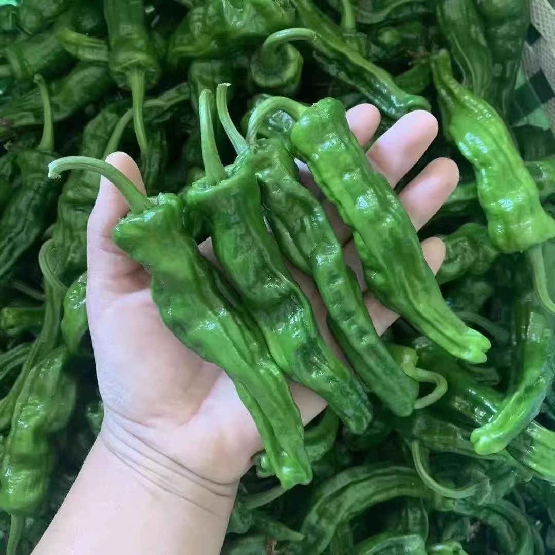 特辣小皱皮青椒新鲜现摘农家自种薄皮脆辣蔬菜