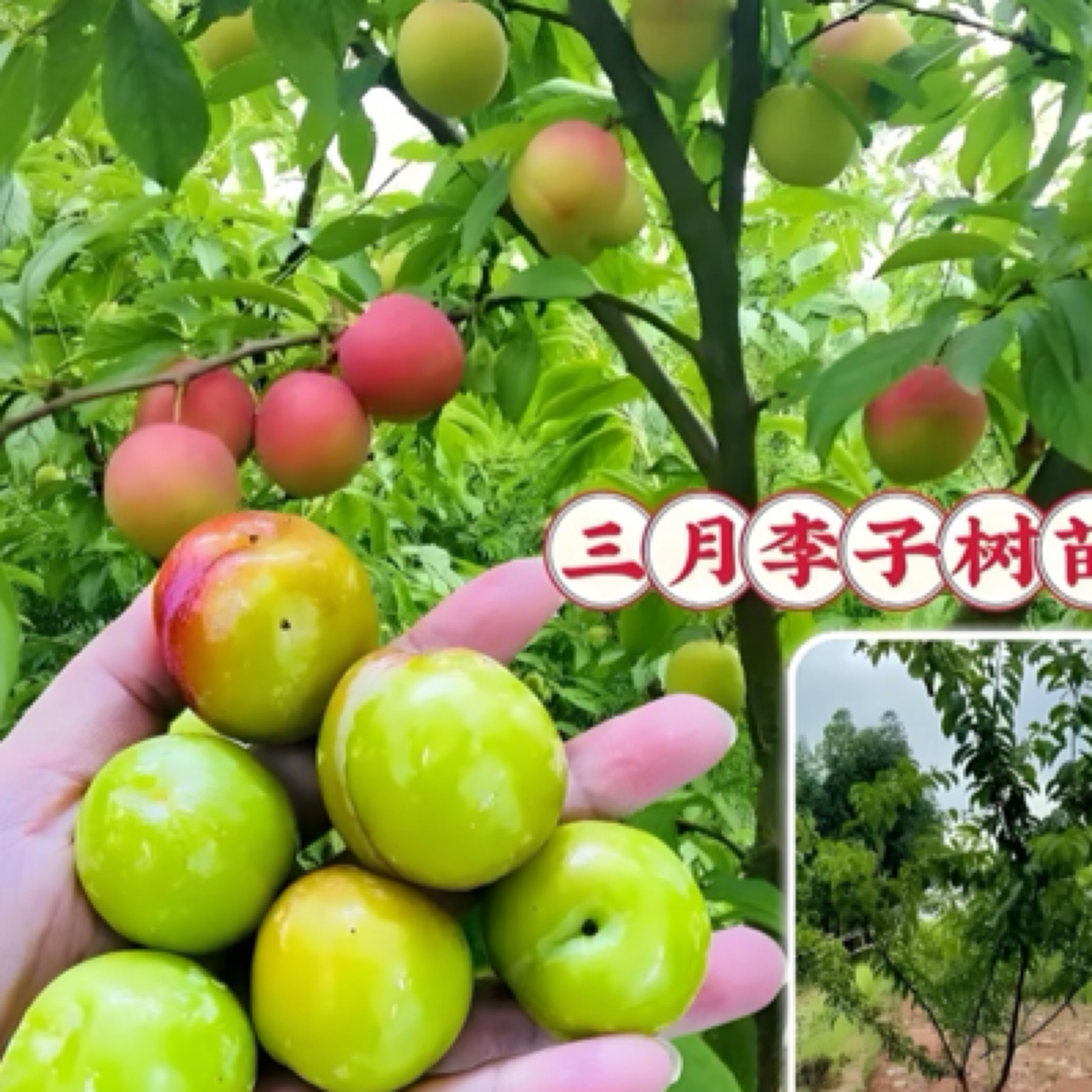 早熟三月李苗脆爽李子银妃李子嫁接树果树苗南北方种植盆栽地栽