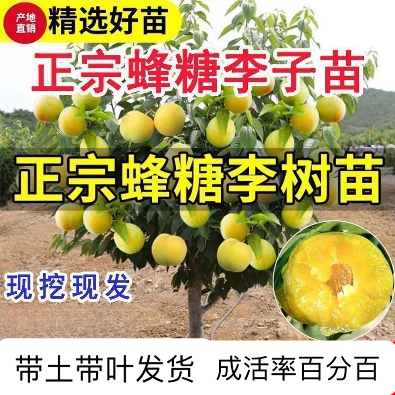 李子树苗蜂糖李子苗嫁接果树大果甜盆栽地栽耐寒耐旱南北方种植