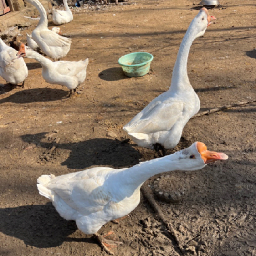 顺风 活鹅可杀13-15斤农村家养看家护院 吃剩饭杂粮的土鹅 共七只