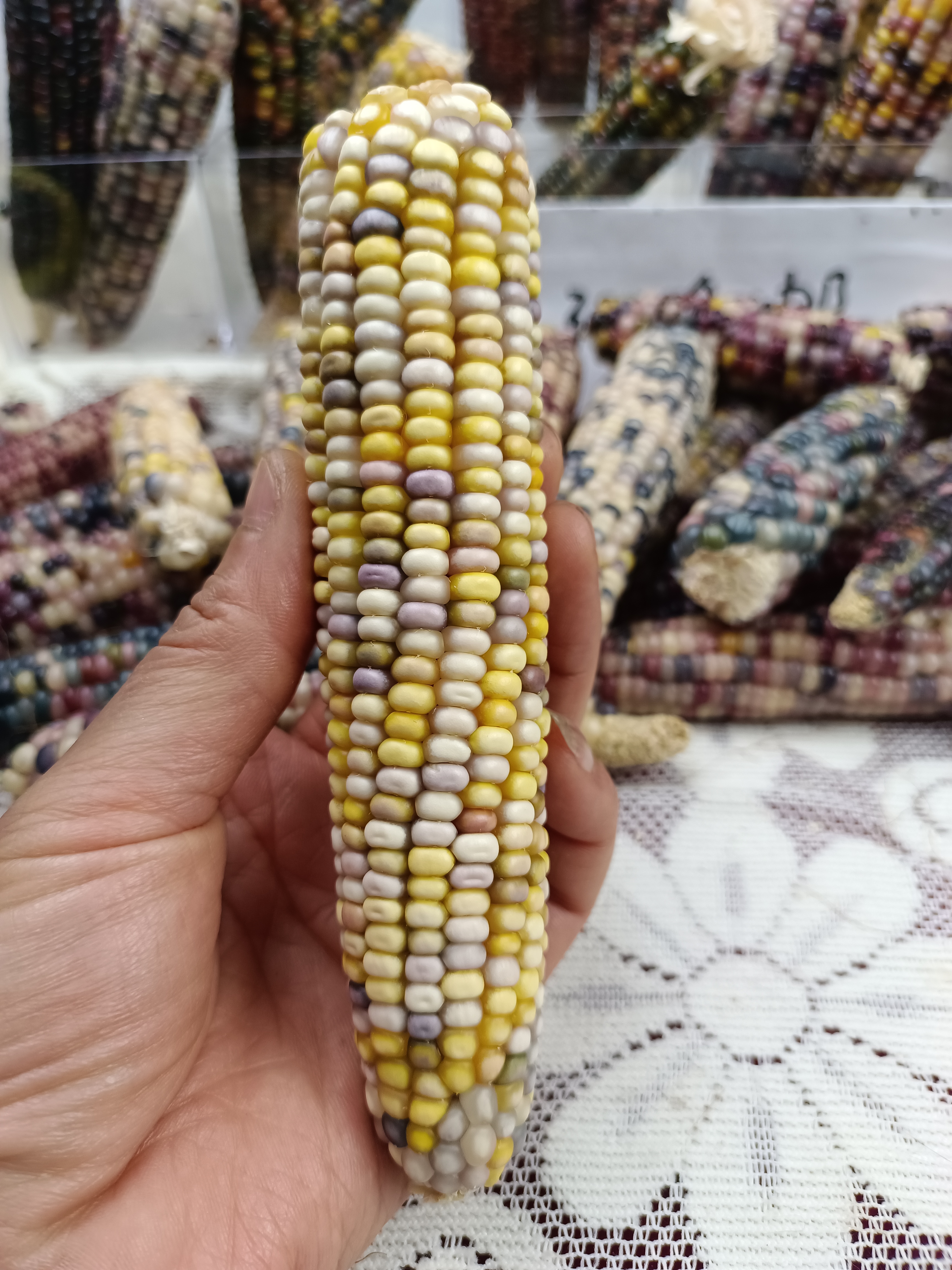 文玩玉米摆件专拍