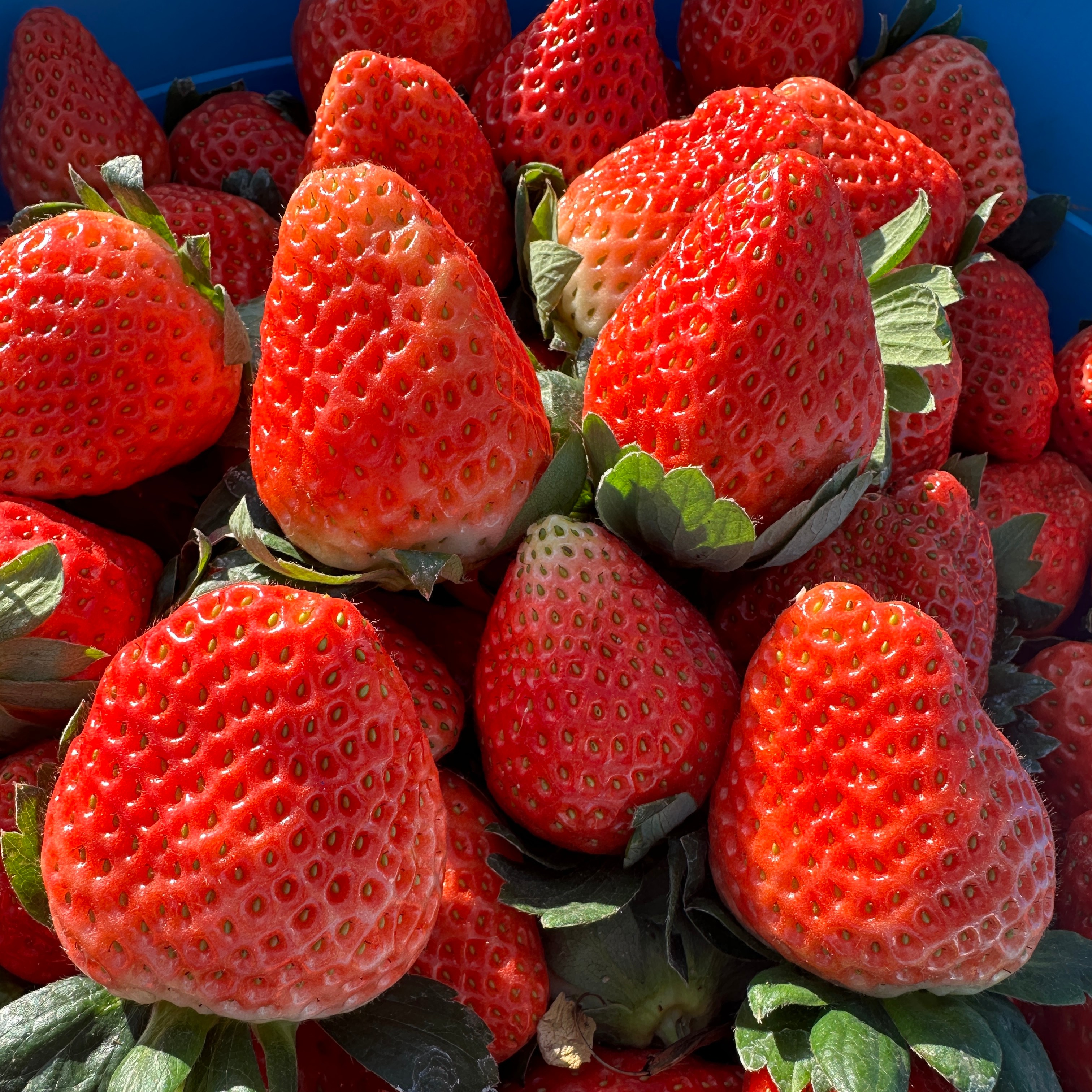 [顺丰陆运]大凉山露天奶油草莓孕妇冬季水果非丹东99香甜浓郁现摘