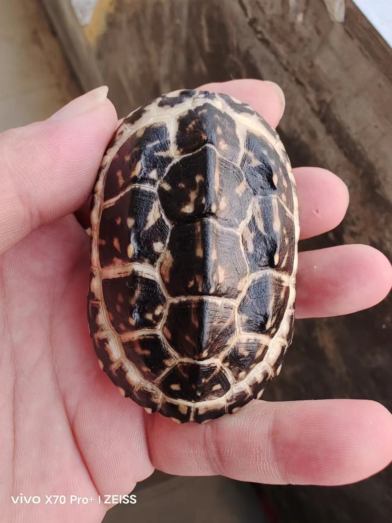 龟壳龟甲盘玩精美手把件文玩车挂装饰品摆件龟壳手把件乌龟壳文玩